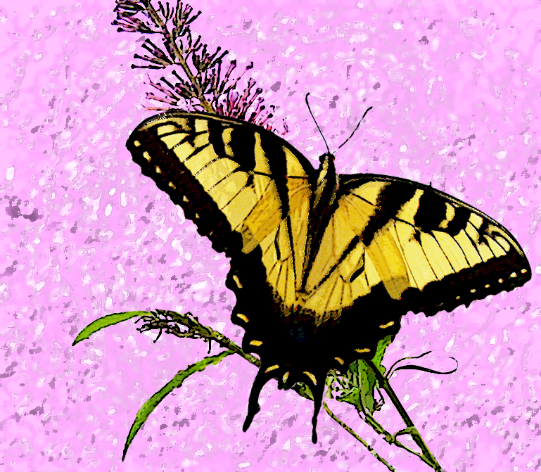butterfly art by Valerie Vinson